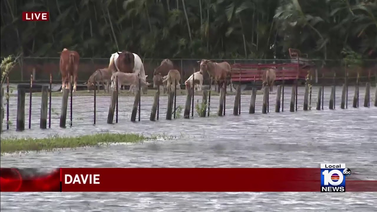 Davie farms inundated with water after stormy weather