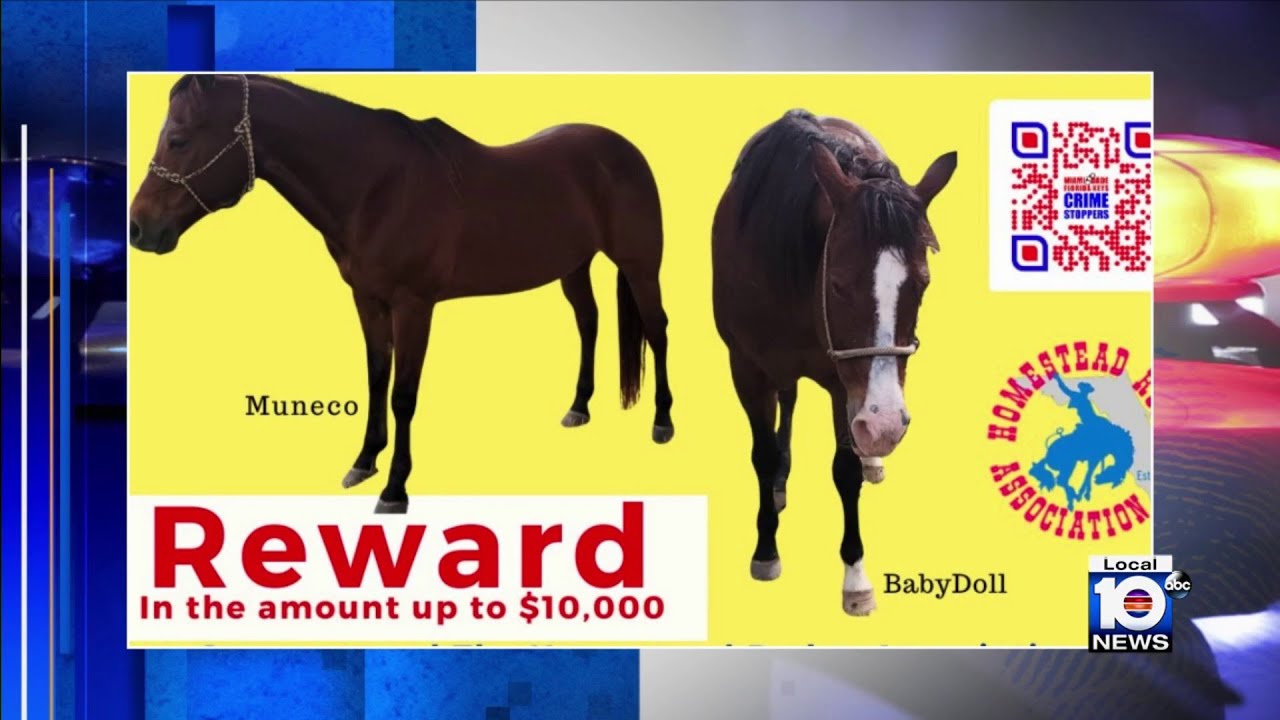 $10K reward offered after horses stolen, butchered in southwest Miami-Dade
