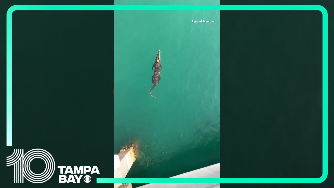 #Crocodile seen swimming under Pompano Beach, #Florida, pier #shorts