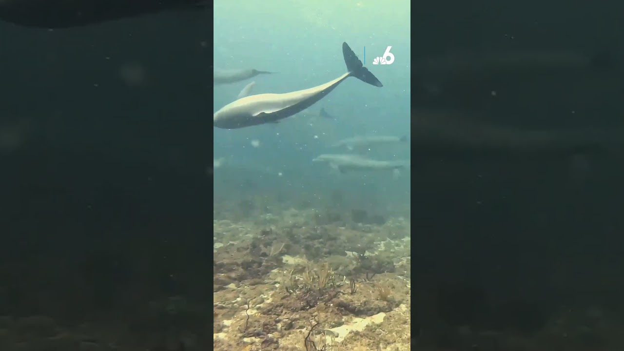 Pod of dolphins surprises Florida diver in Pompano Beach!