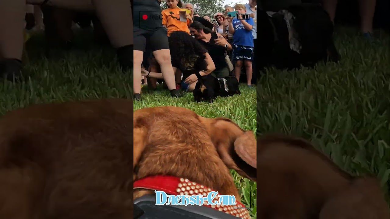 Coral Springs: Oktoberfest Wiener Dog Race – Dachsh-Cam