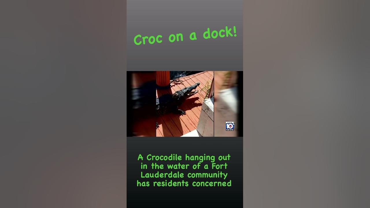 A Crocodile hanging out in a Fort Lauderdale community has residents concerned #crocodile #croc