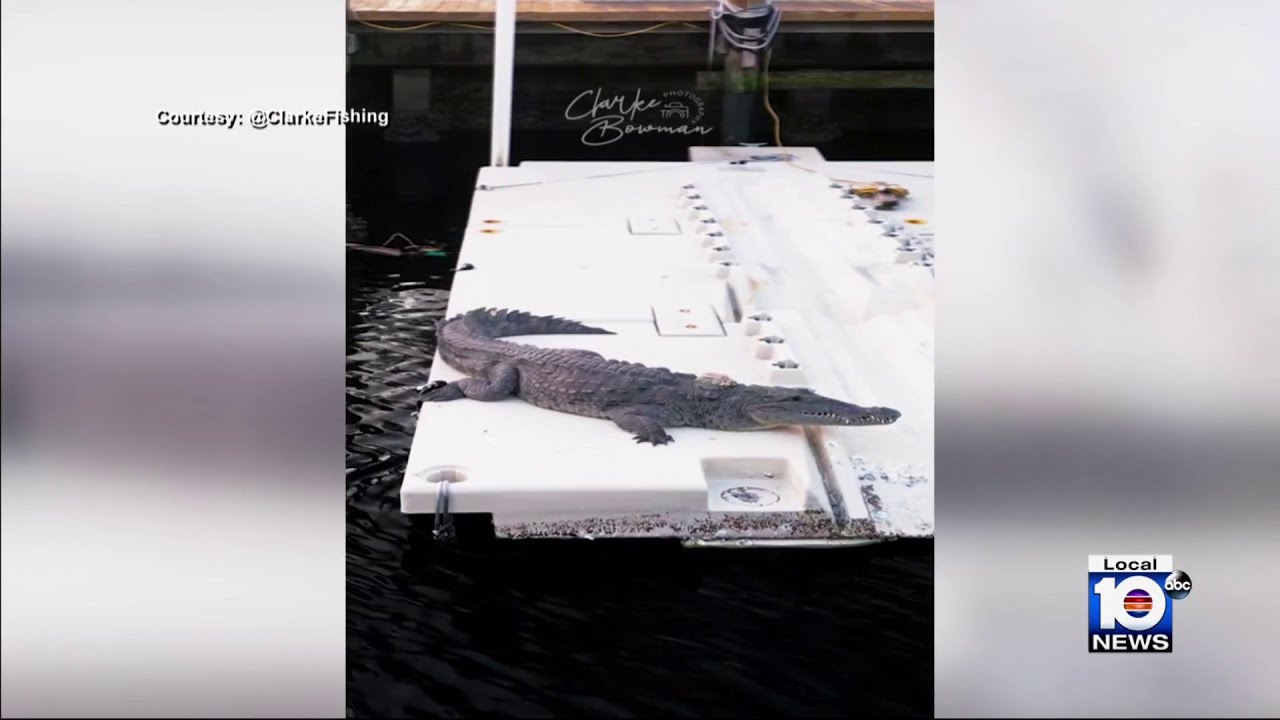 Neighbors concerned about large crocodile that returns to Fort Lauderdale community