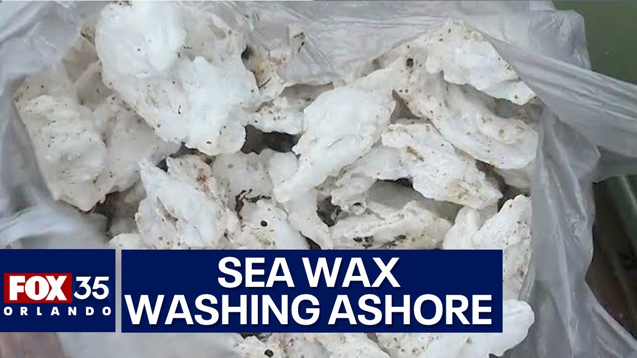 Sea wax washing up on Florida shores
