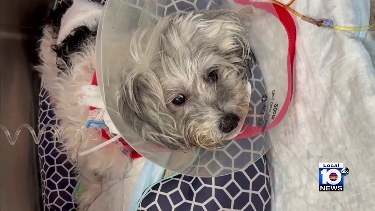 Pembroke Pines dog recovering in hospital after being attacked while on walk