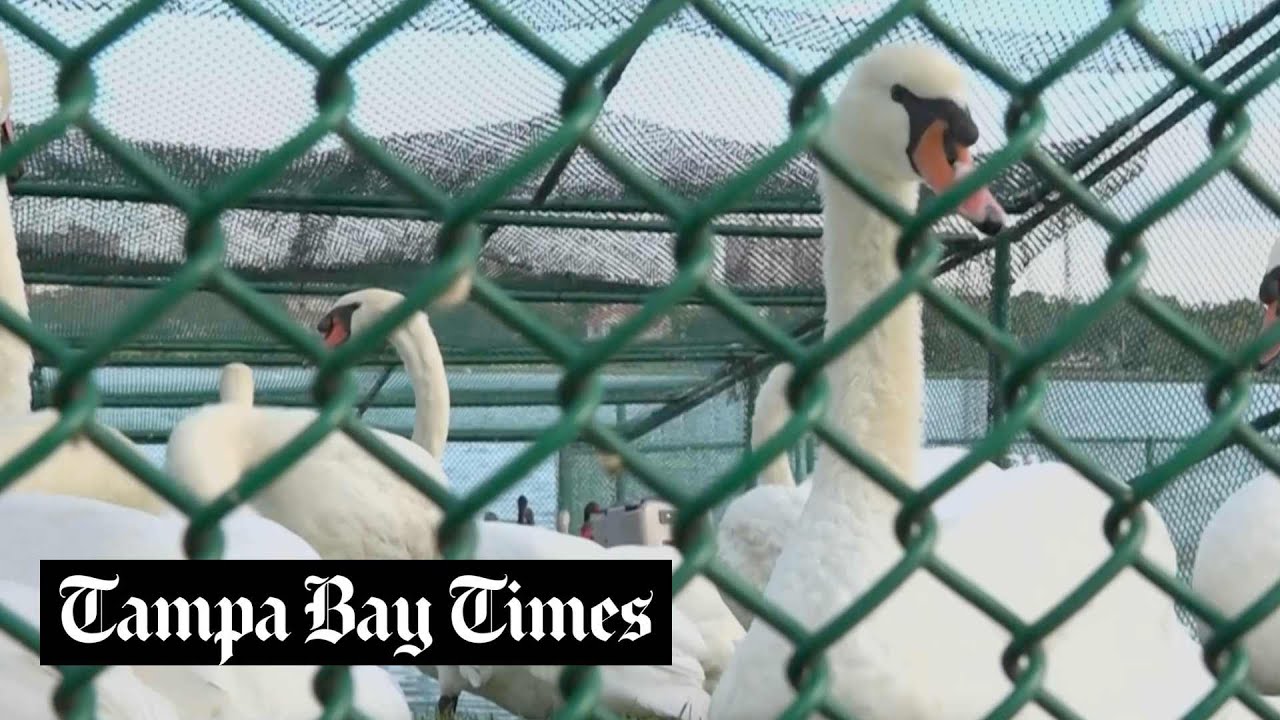 Florida town rounds up swans for annual health check up