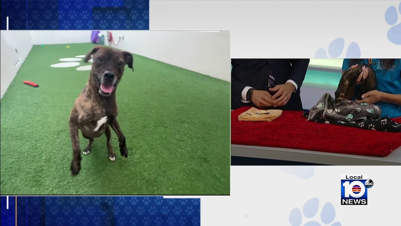 HSBC looking to find ‘furever’ homes for furry friends Valentine, Charlie
