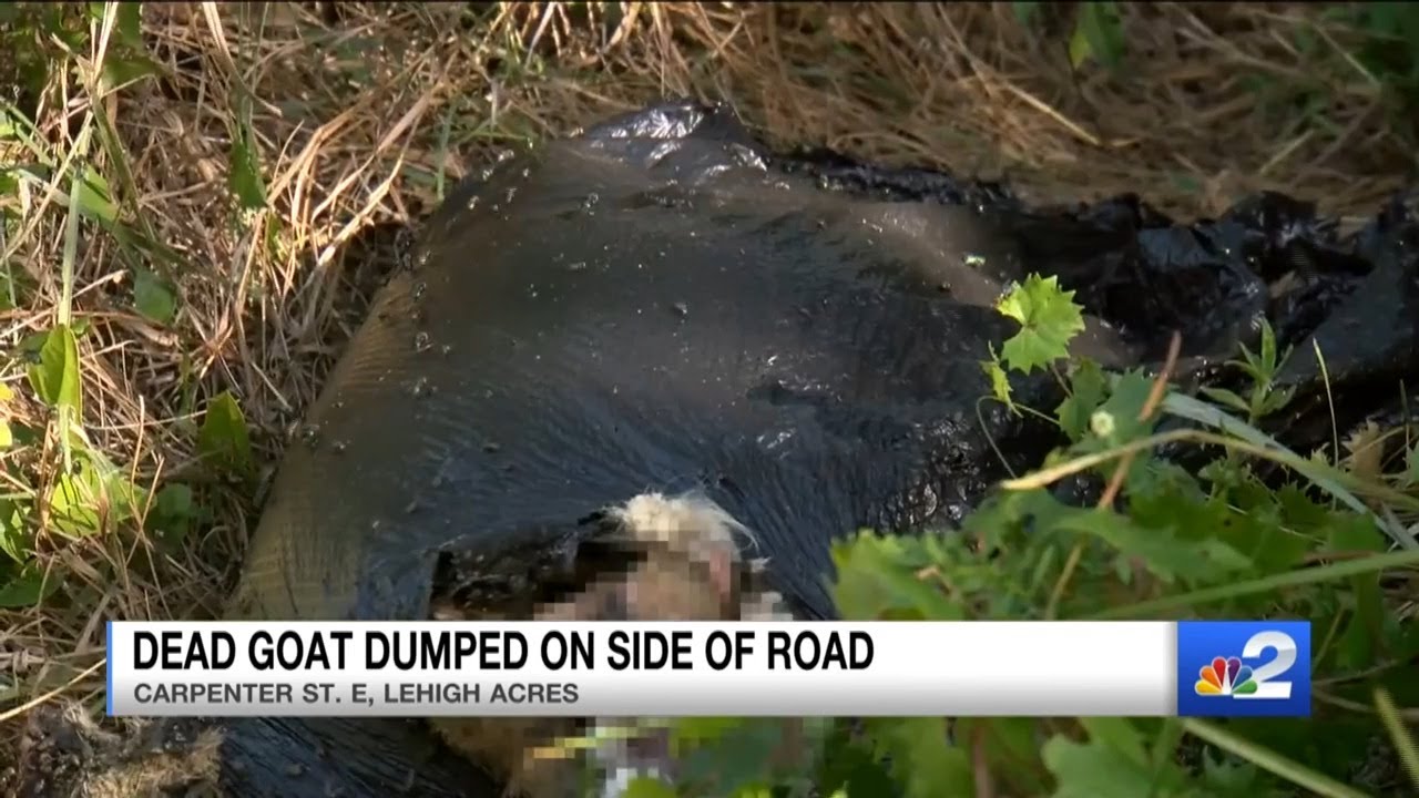 Dead goat found dumped inside garbage bag sparks investigation in Lehigh Acres