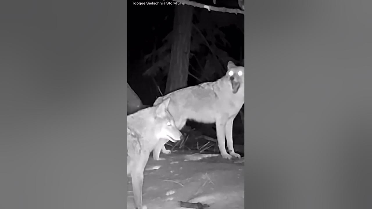 Locals identified these coyotes as "the Lake Tahoe Singin’ Dawgs" after they were recorded in action