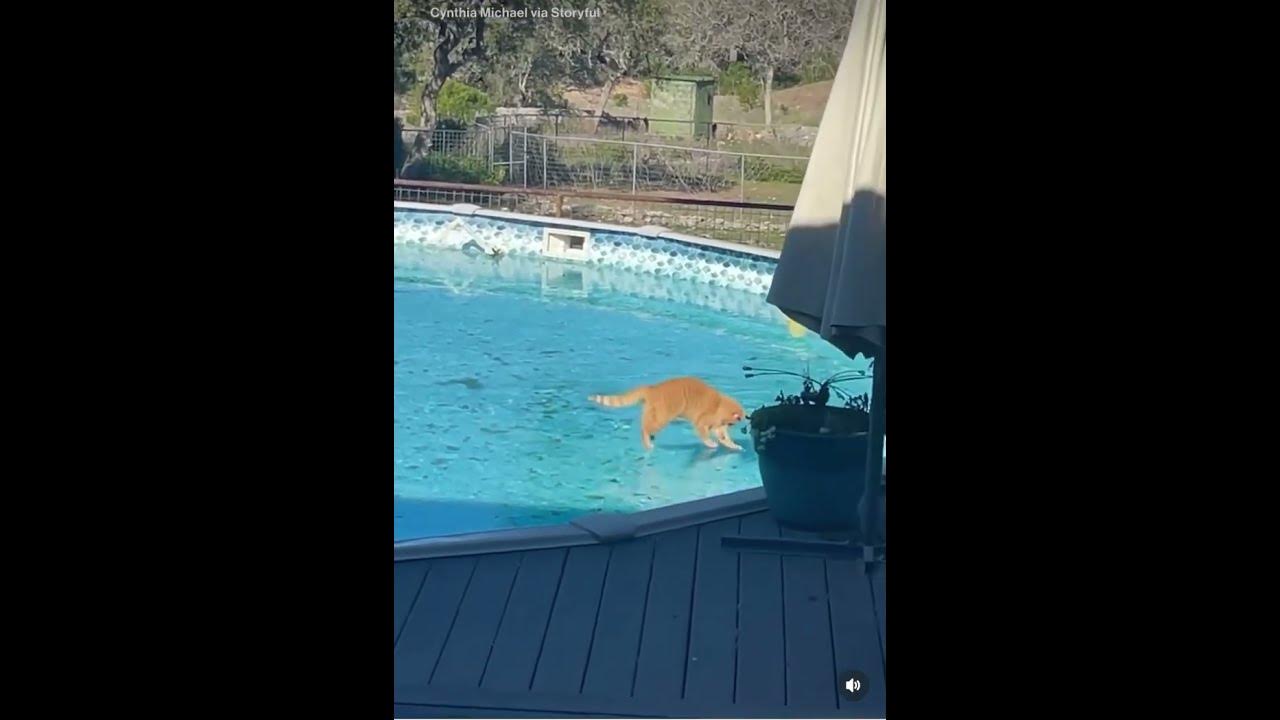 Cat gets playful on a frozen pool in Texas