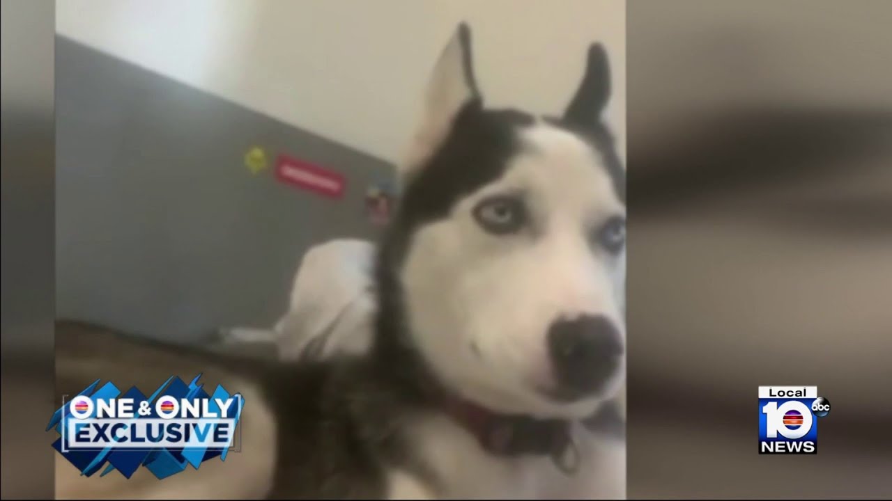 Miami-Dade family desperate to get beloved husky back after they say it was stolen
