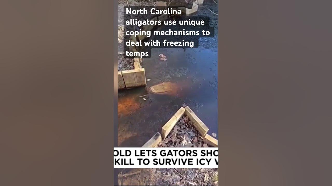 Video shows gators suspended in frozen ponds in North Carolina. #alligator #winter #northcarolina