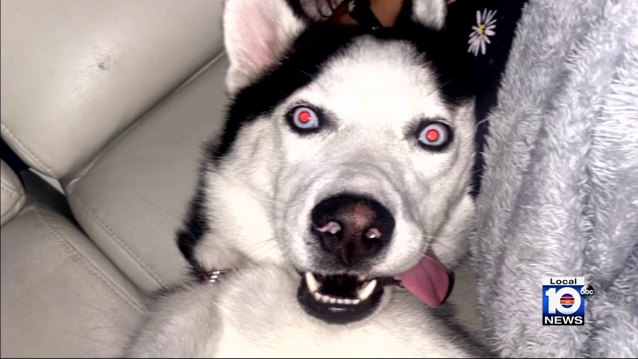 Search continues for Husky believed to have been stolen in Miami