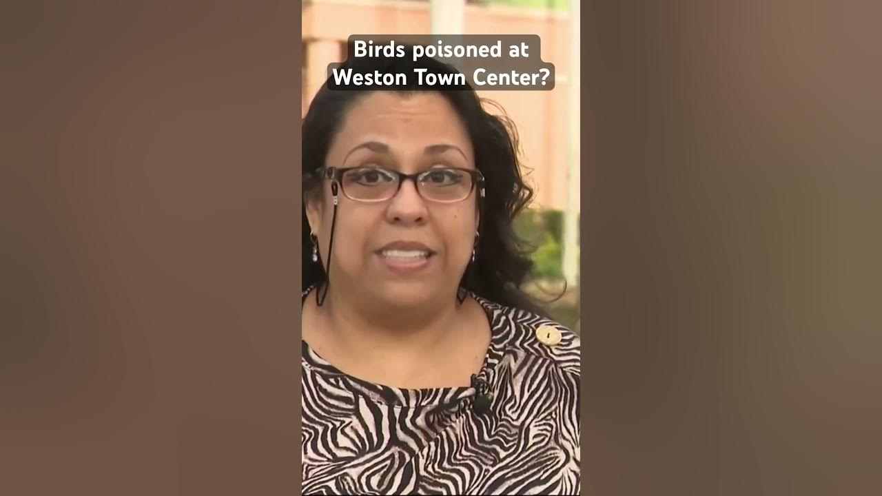 Dead birds, squirrels found at Weston Town Center but who’s to blame? #weston #broward #birds