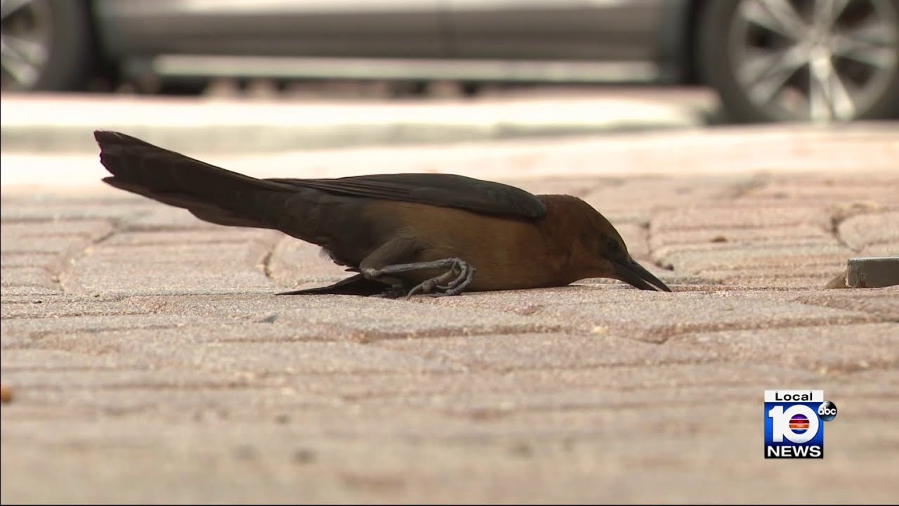 Dozens of birds found dead outside Weston Town Center