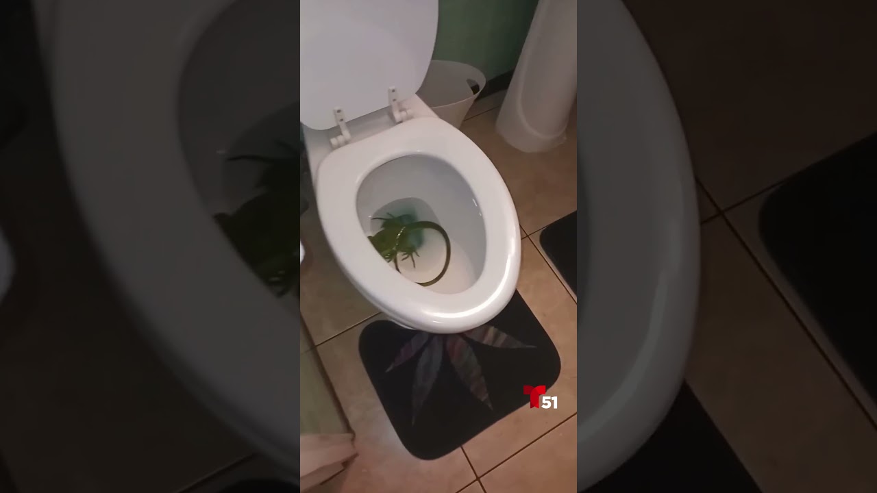 Iguana aparece en inodoro de una casa en Florida