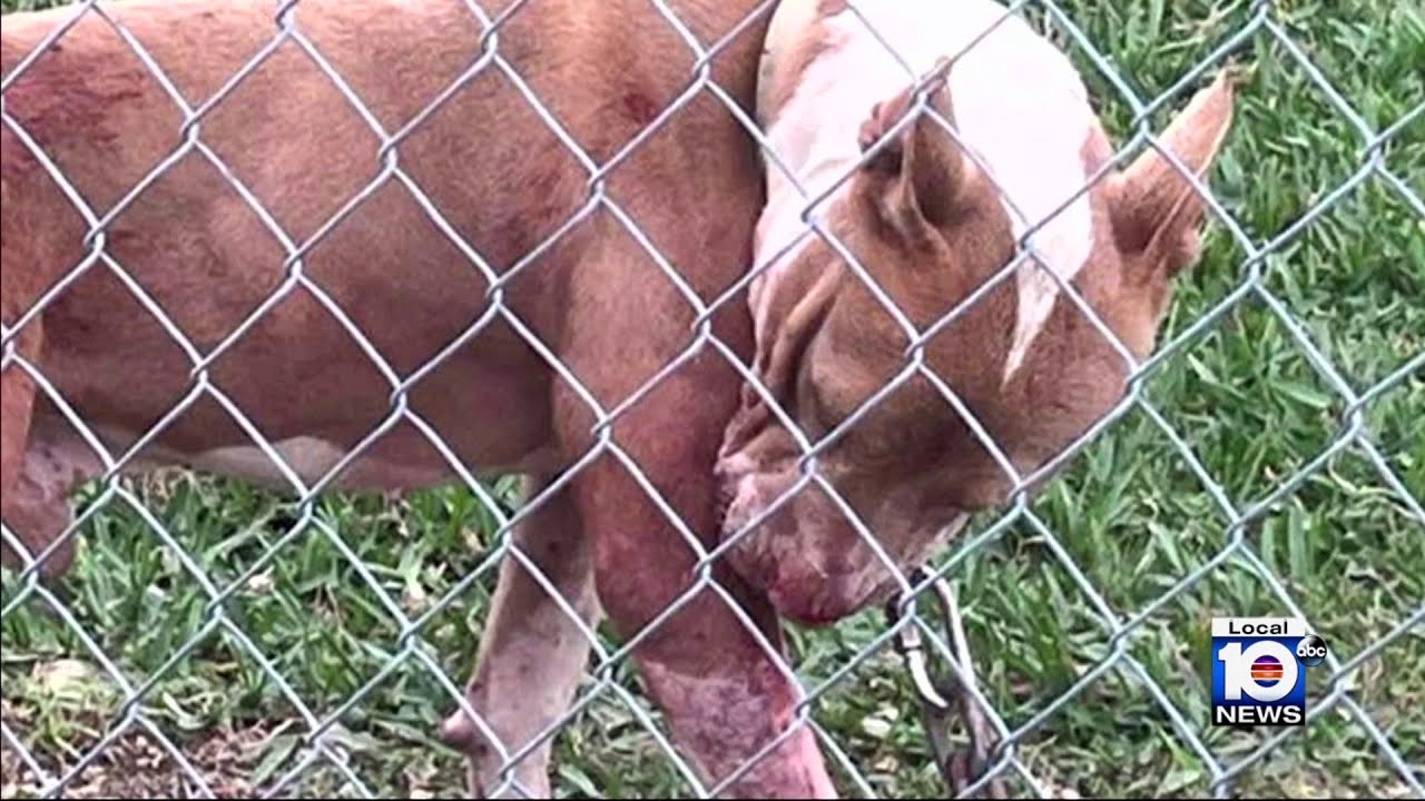 Man in wheelchair ambushed by 2 dogs in Florida City