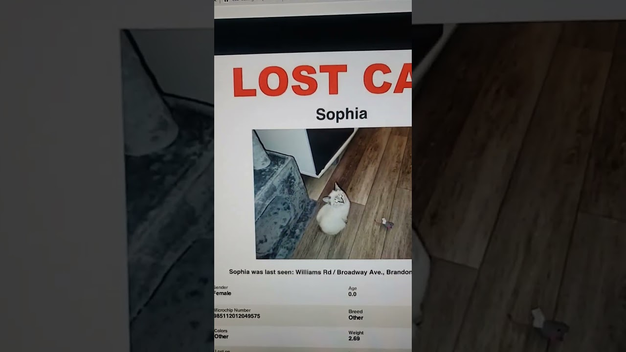 SOPHIA the LOST CAT. BRANDON FLORIDA #SHORTS #LOSTCAT #FLORIDA #PLEASESHARE