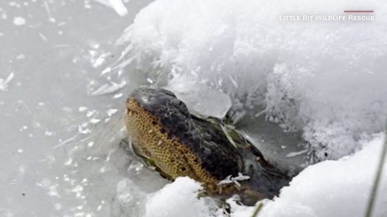 Gator takes ‘ice bath’ to a different level!