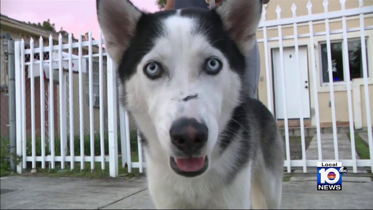 Family reunited with beloved husky they thought had been stolen