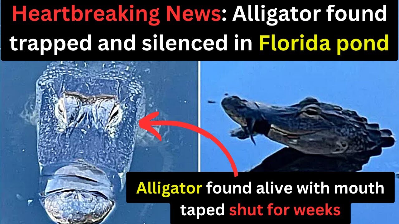 Florida alligator rescued from certain death after being found with mouth taped shut
