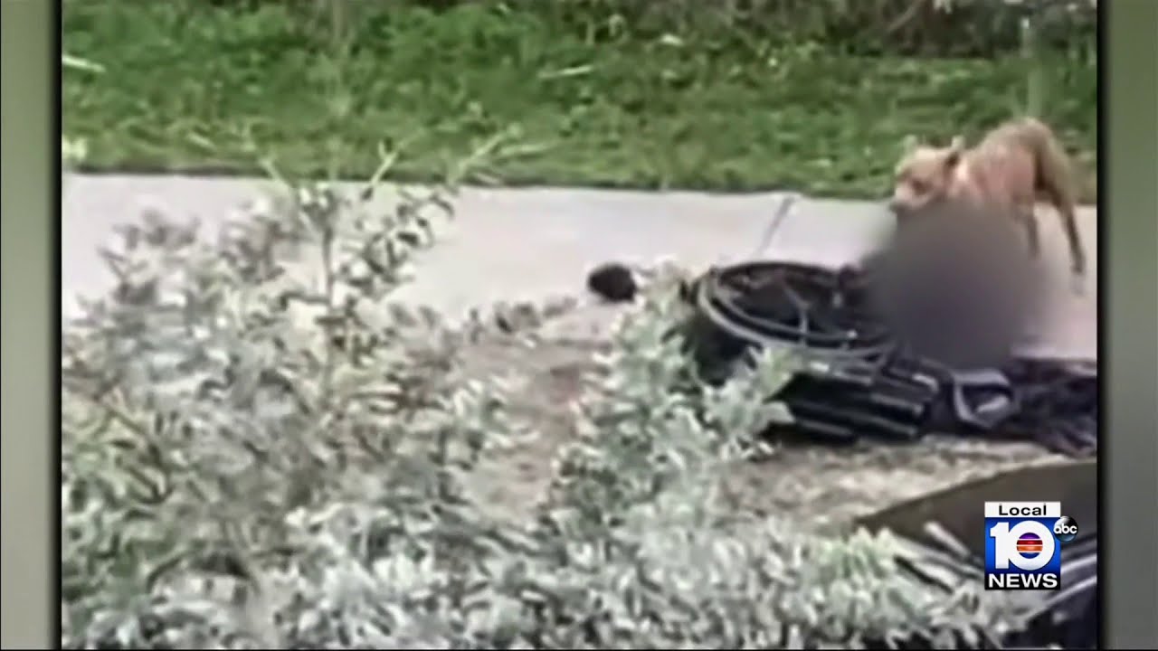 Video shows vicious dogs attacking Miami-Dade man in wheelchair