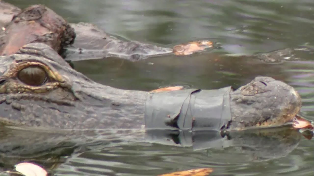 Alligator in Florida found with mouth taped shut is rescued and relocated