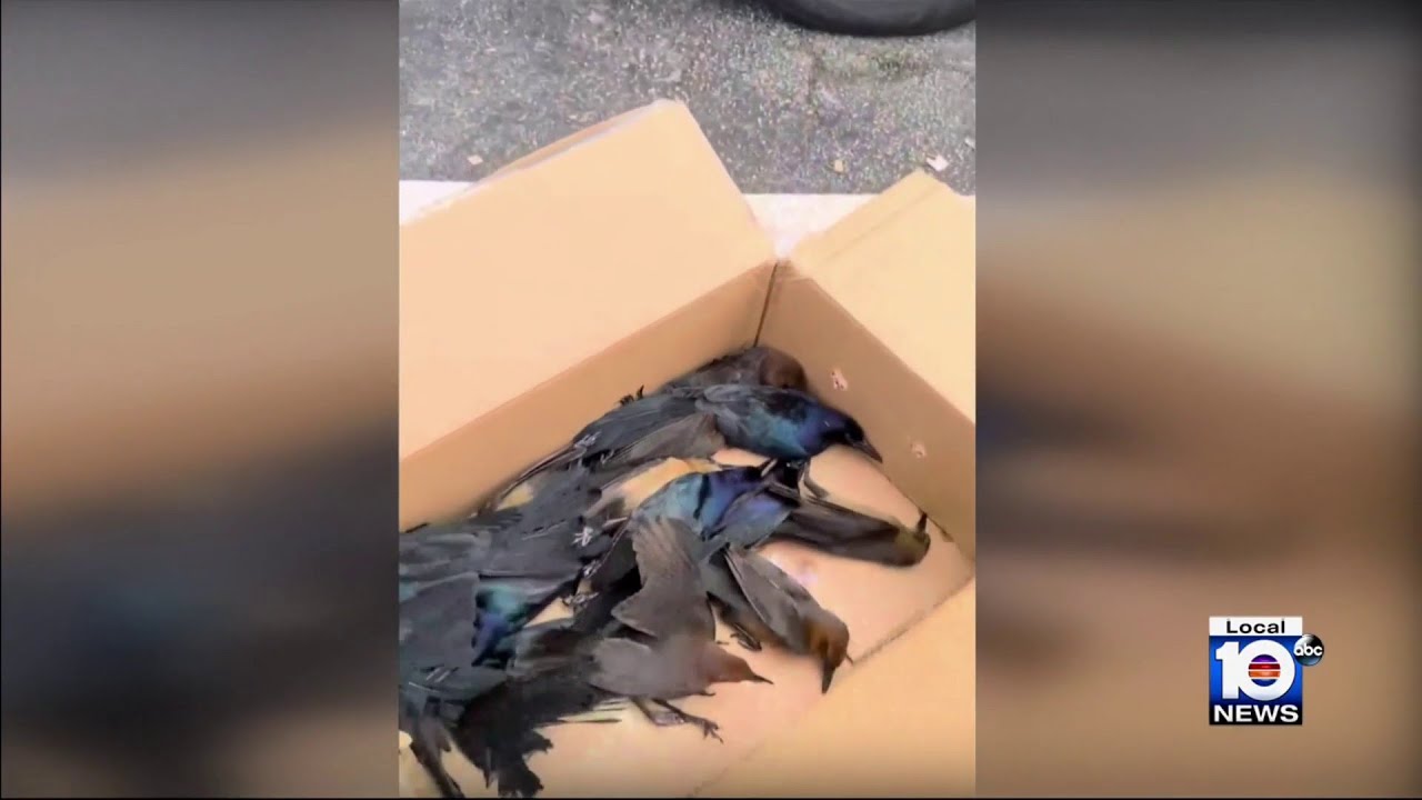 Was poison used to kill birds in Weston? Investigation continues