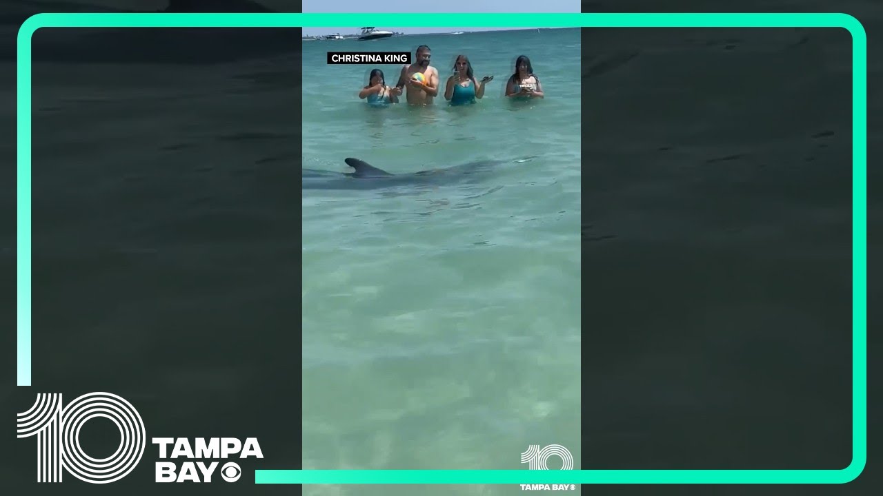 Dolphin surprises swimmers at St. Pete Beach, Florida