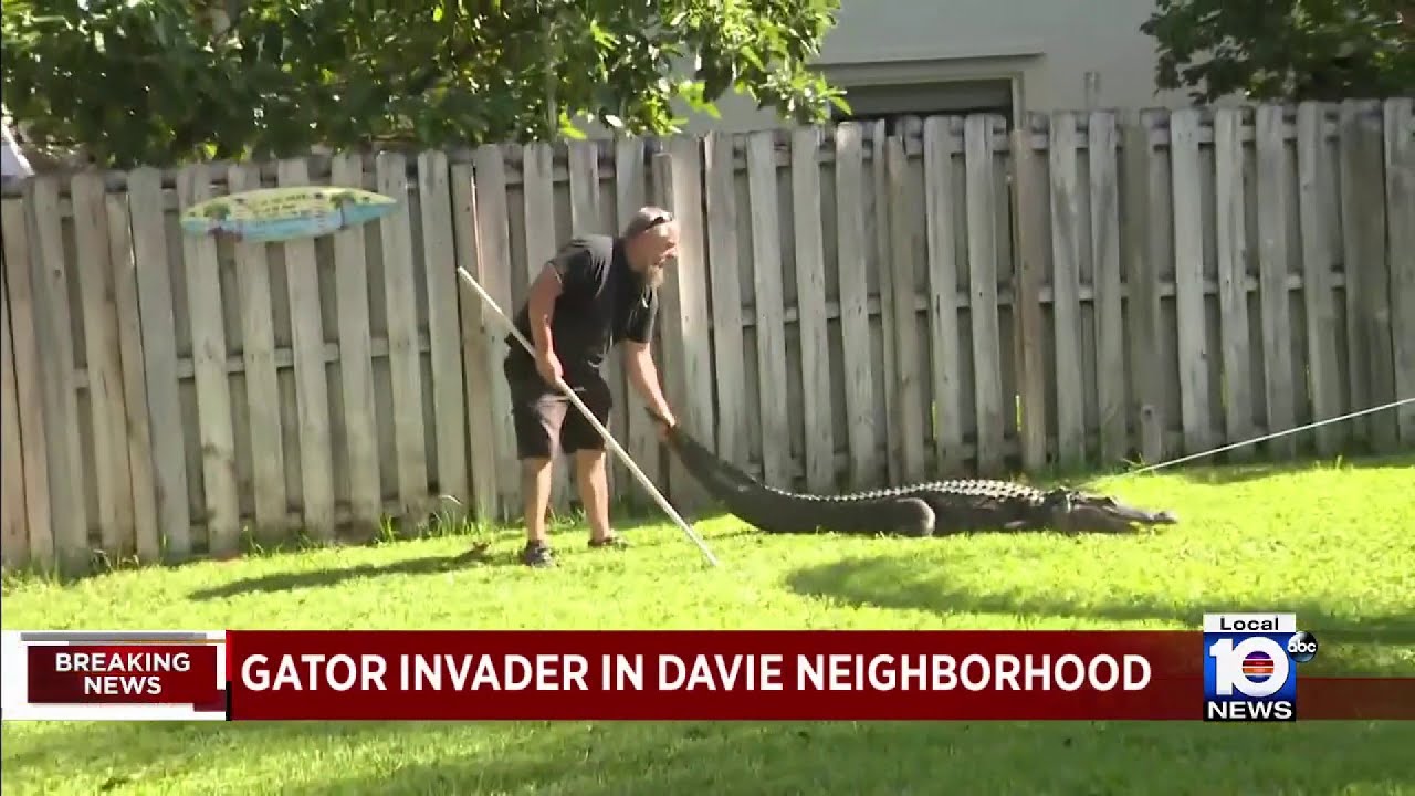 Family frightened when they discover large gator in their backyard in Davie