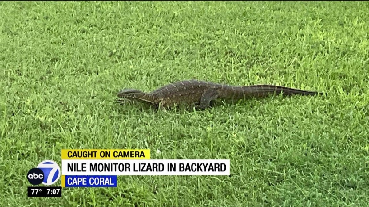 Nile monitor lizards seen roaming around Cape Coral neighborhoods