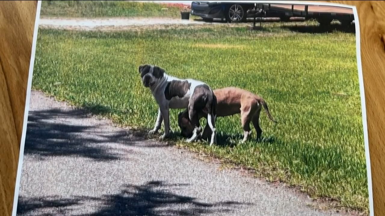 97-year-old woman attacked by pit bulls in Lehigh Acres