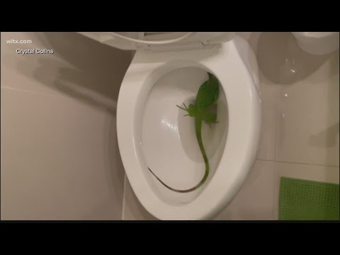 Iguana in the toilet of Hollywood, Florida home