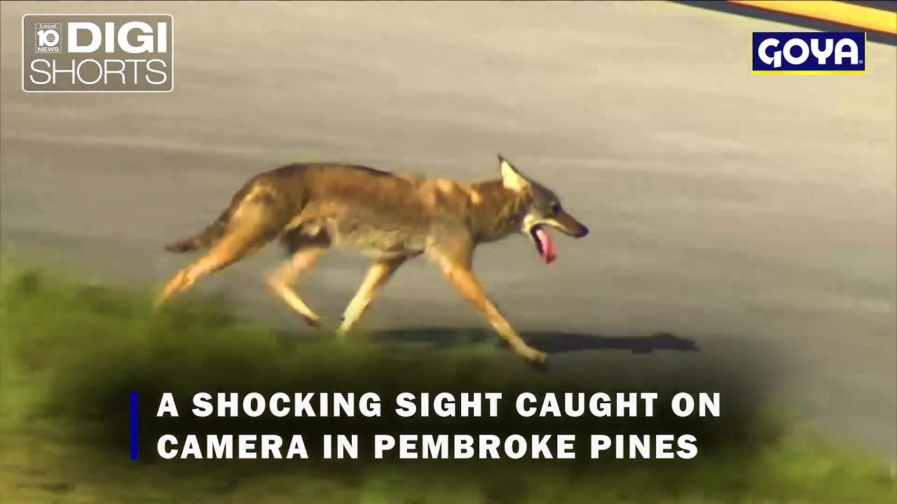 Coyote spotted on tarmac at South Florida airport