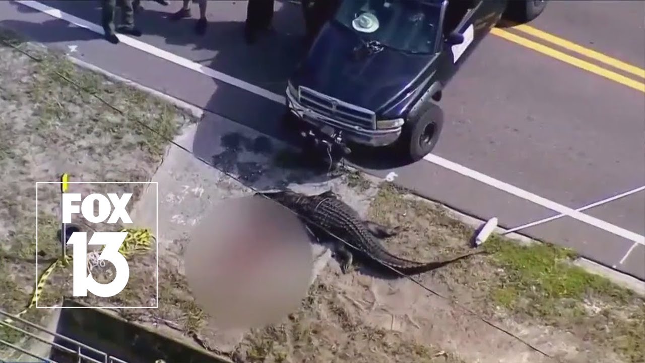 Nearly 14-foot gator involved in Florida death