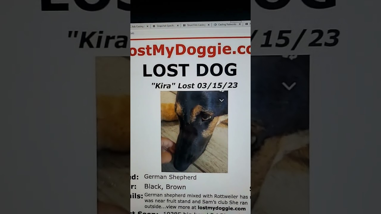 KIRA LOST DOG.  Riverview Florida #shorts #lostdog #kira #losttoday #;etsfindher