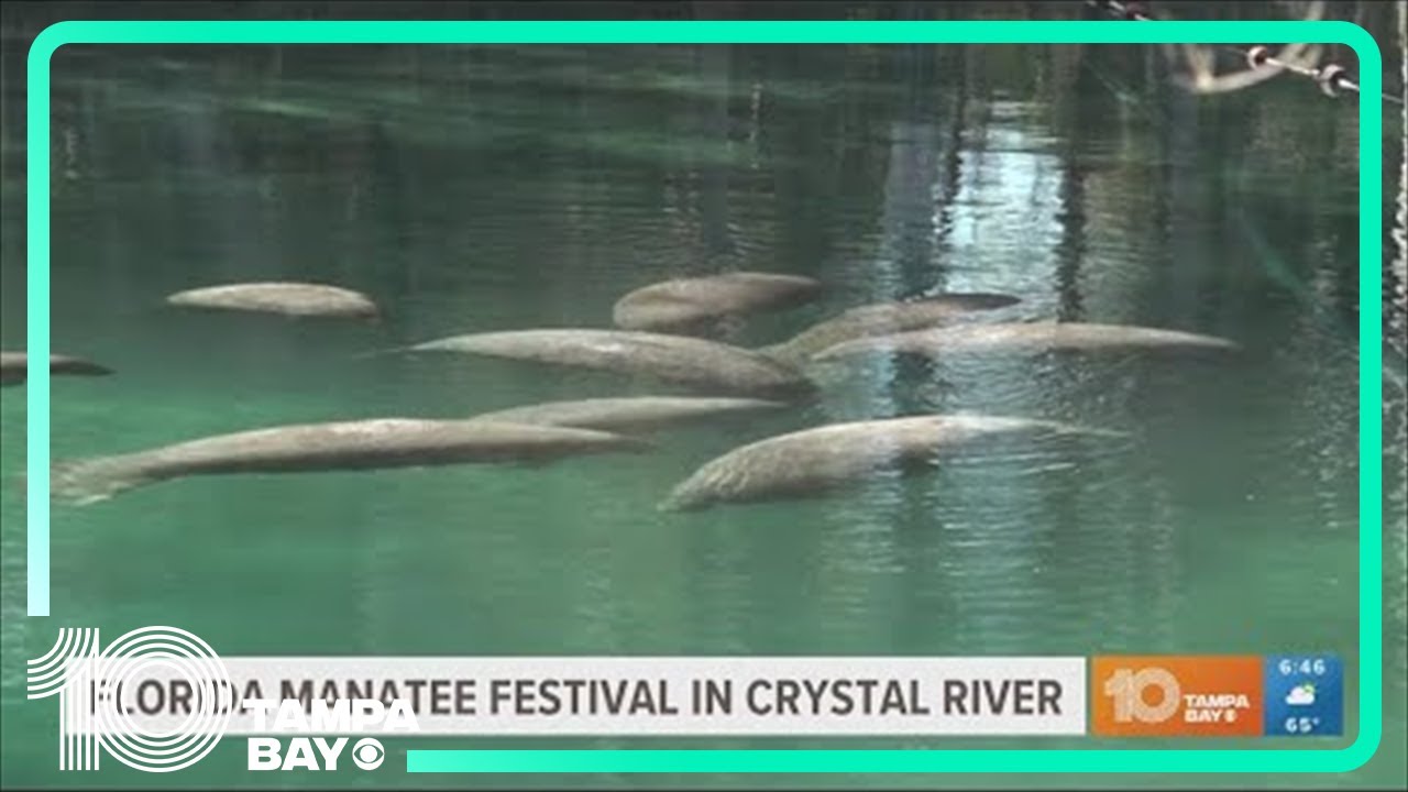 Florida Manatee Festival being held in Crystal River