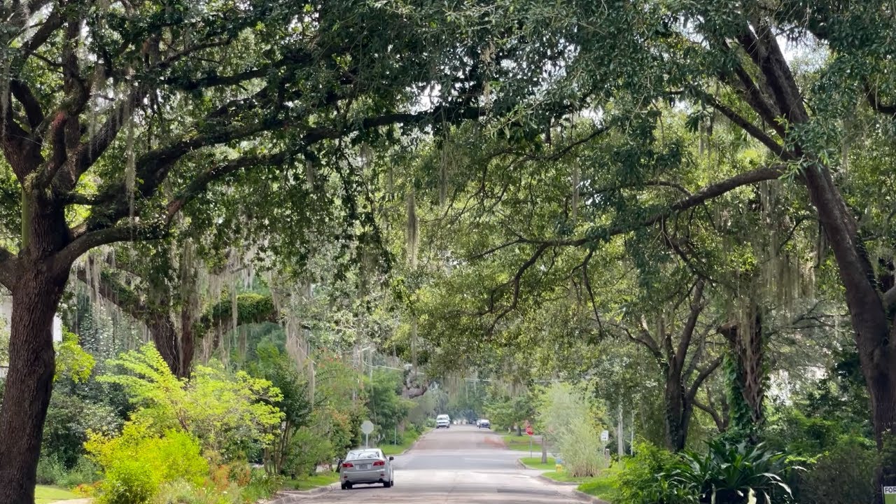 Gainesville Earns Tree City Designation