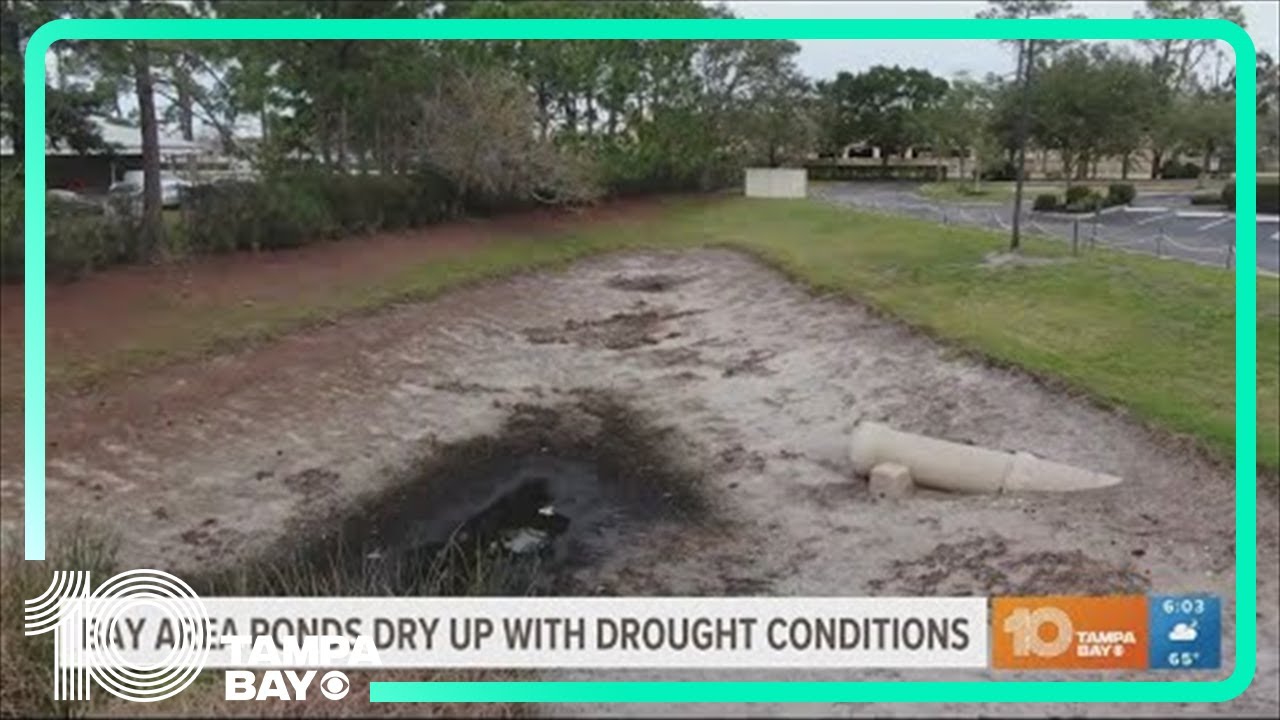 Drought conditions drying up ponds in Tampa Bay area