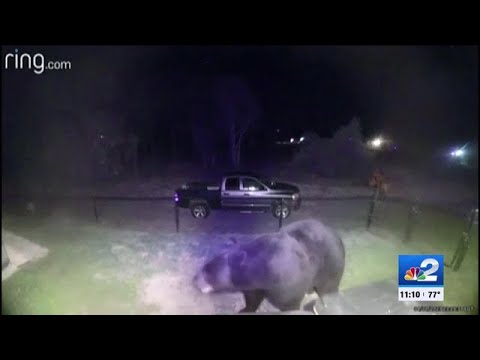 Bears caught combing through trash cans in Lehigh Acres