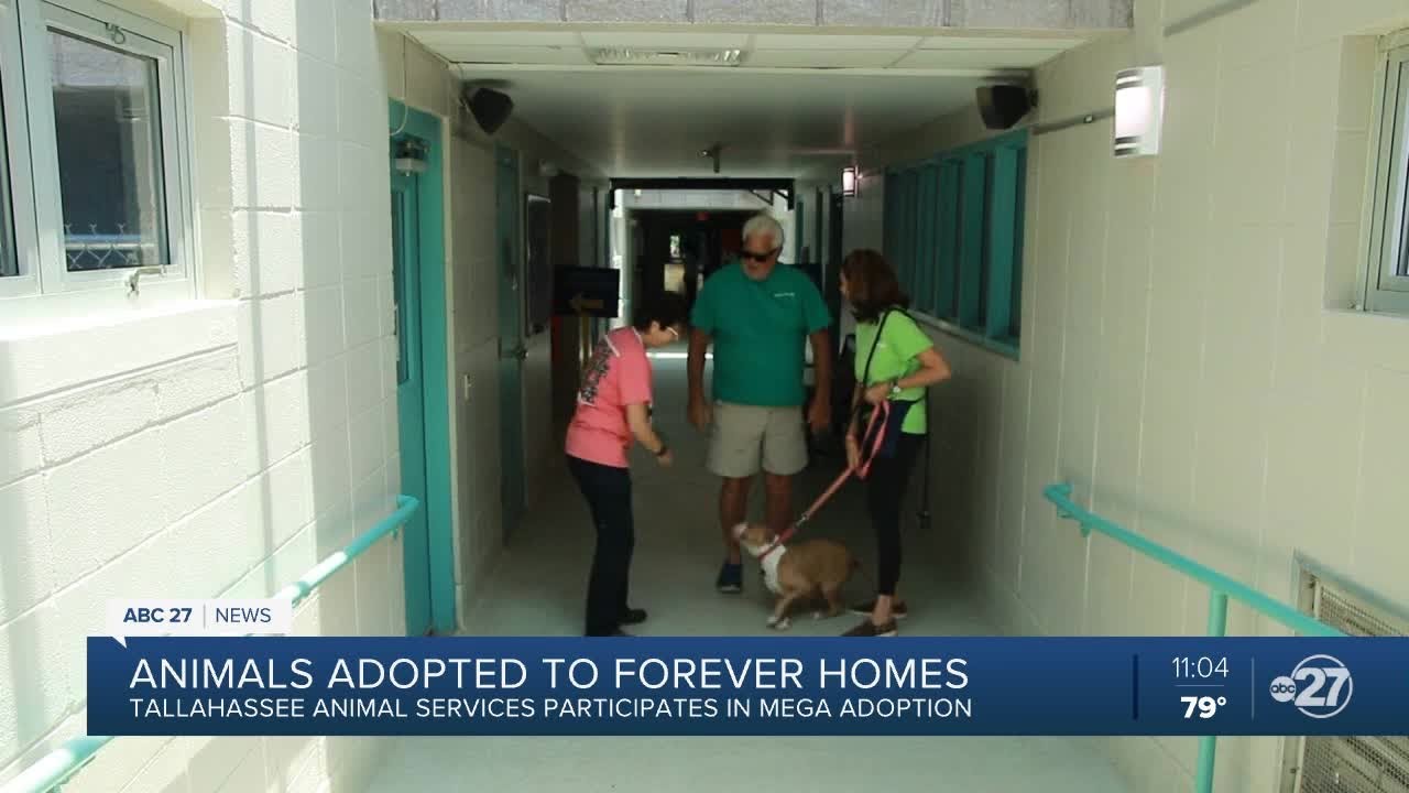 Tallahassee Animal Shelter participates in Mega Adoption