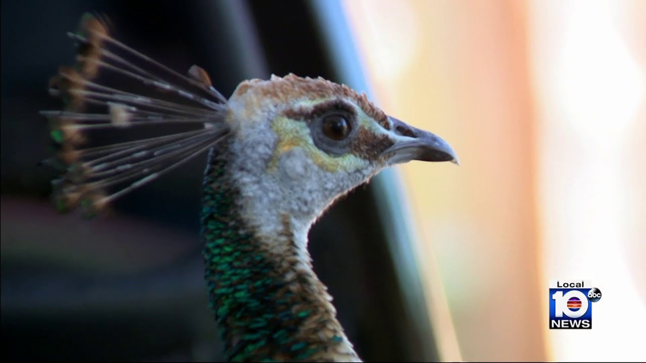 Non-native peahen takes up residence in Sunrise community