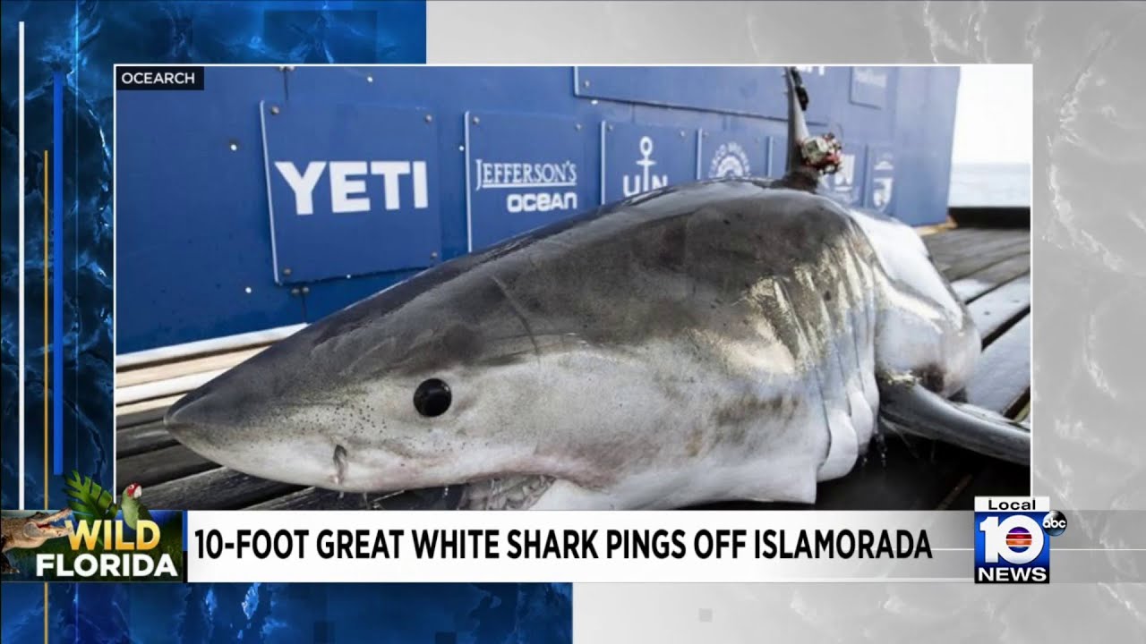 Great white shark pinged off Islamorada