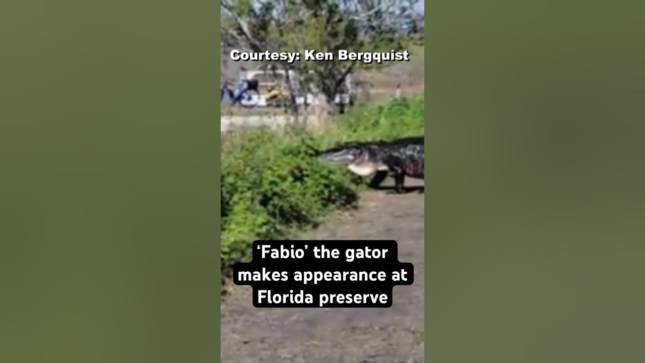Giant gator is a regular at Florida preserve #wildflorida #florida #floridalife