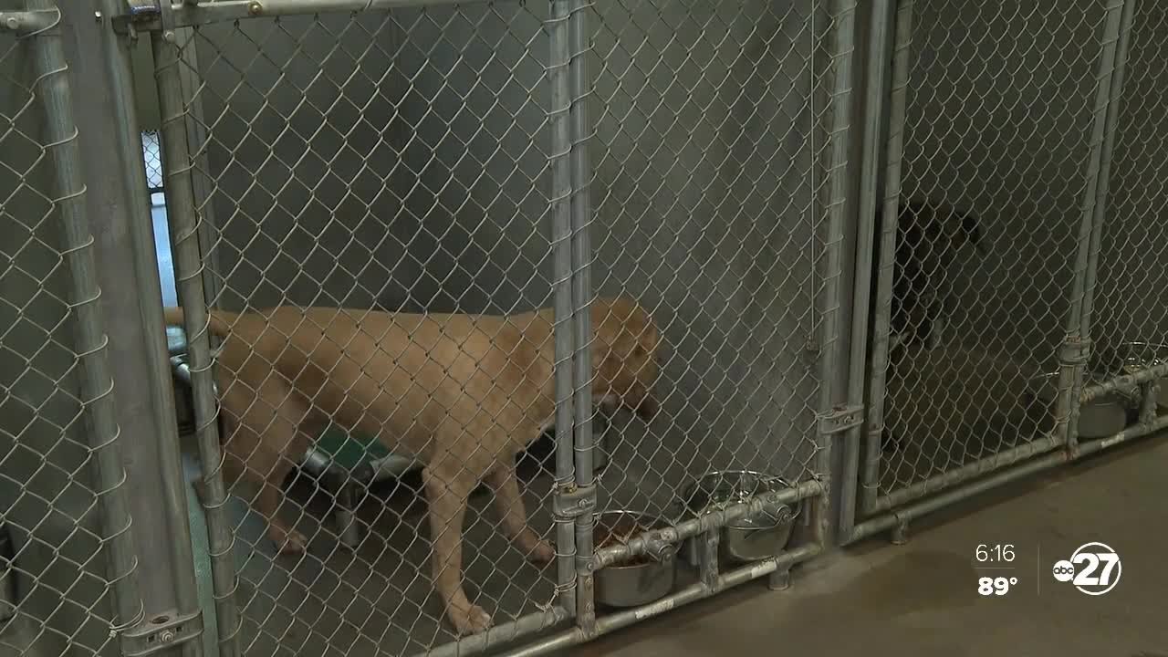 Tallahassee Animal Services says larger dogs wait longer for adoption