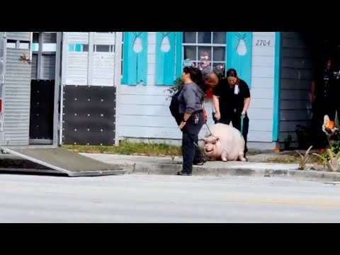 400-pound pig may be relocated to sanctuary after removal from West Palm Beach home