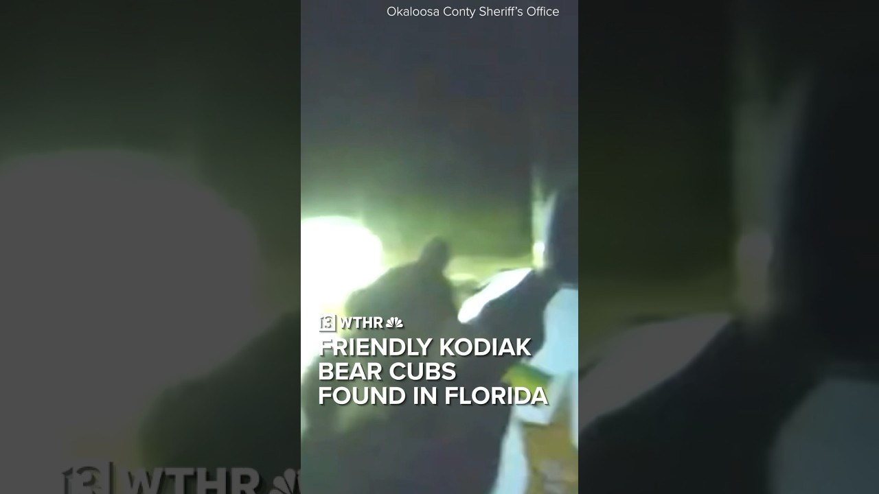 Adorable, friendly Kodiak bear cubs found in Florida