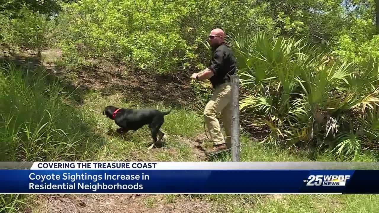 Port St. Lucie trapper addresses growing coyote population on Treasure Coast