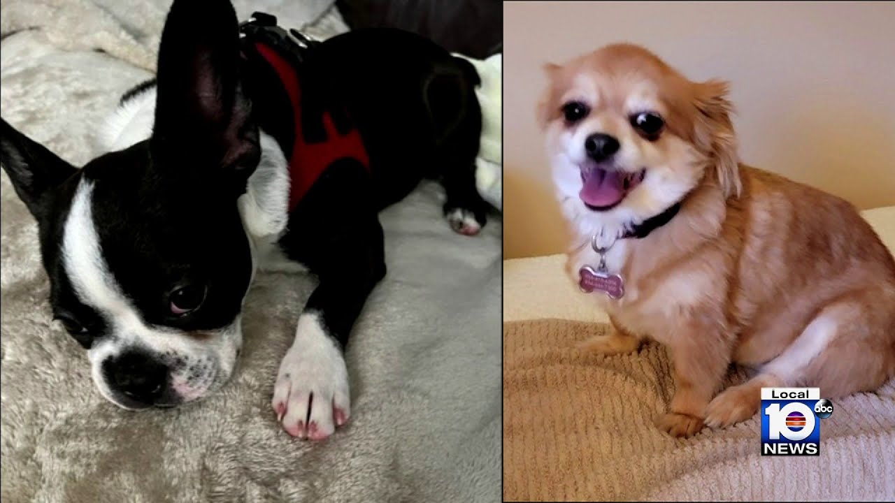Dogs euthanized after going on attacking spree in Coral Springs