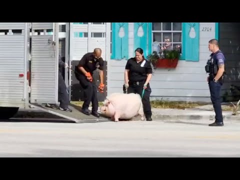 400-pound pig removed from West Palm Beach home after owner evicted